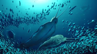 Giant Predator Worms “Timorebestia” Unearthed in Greenland: A Glimpse into Ancient Marine Predators