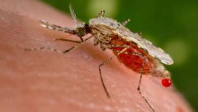 Benin Takes Stride Against Malaria: Welcomes First Malaria Vaccines Benin Takes Stride Against Malaria: Welcomes First Malaria Vaccines