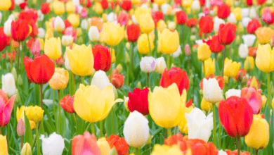 Exploring the Intriguing World of “CruiseCatsStarsFlowers12”